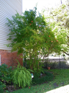 persephone pomegranate tree