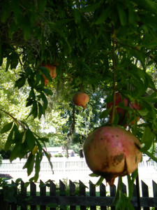 persephone pomegranate tree