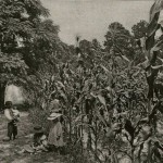 Francis Marion Foy observes the growth of his cornfield at Scotts Hill while children, black and white, look on. c.1880s