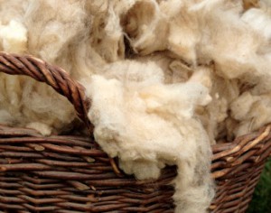 Newly Sheared Wool