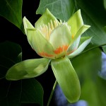 Poplar Tulip