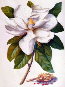 magnolia_blossom